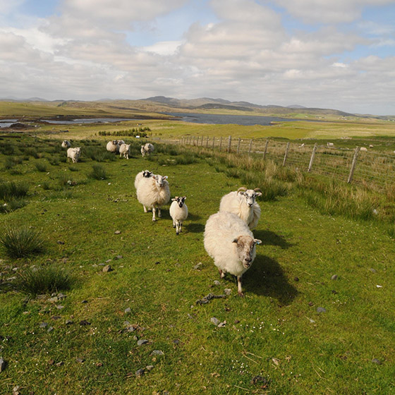 Kleine Gruppe von Schaafen unserer Lieferanten auf einer Weide mit Weidezaun rechts im Bild I Wellington of Bilmore